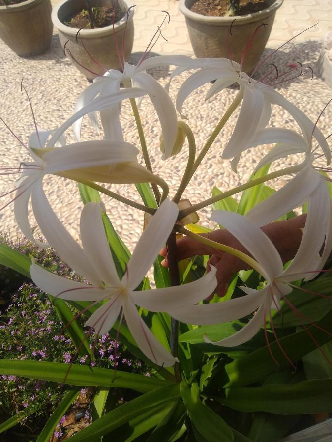 Flor De Mandacaru Pousada Boqueirao  Екстериор снимка